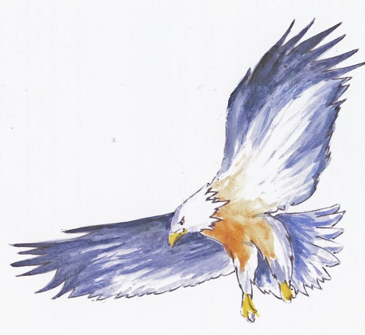 741x680 Pen And Ink Drawing Of An Eagle. Nature. Drawings. Pictures