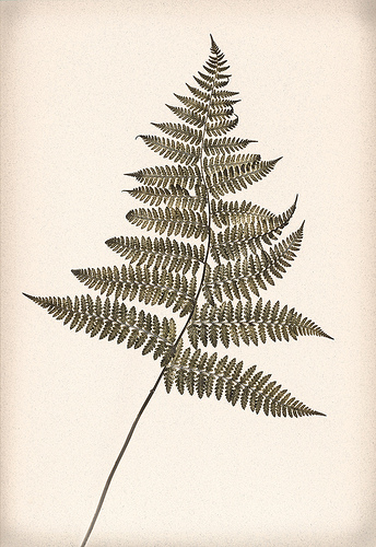 344x500 Harold Davis 2011 October Images Fern, Tattoo