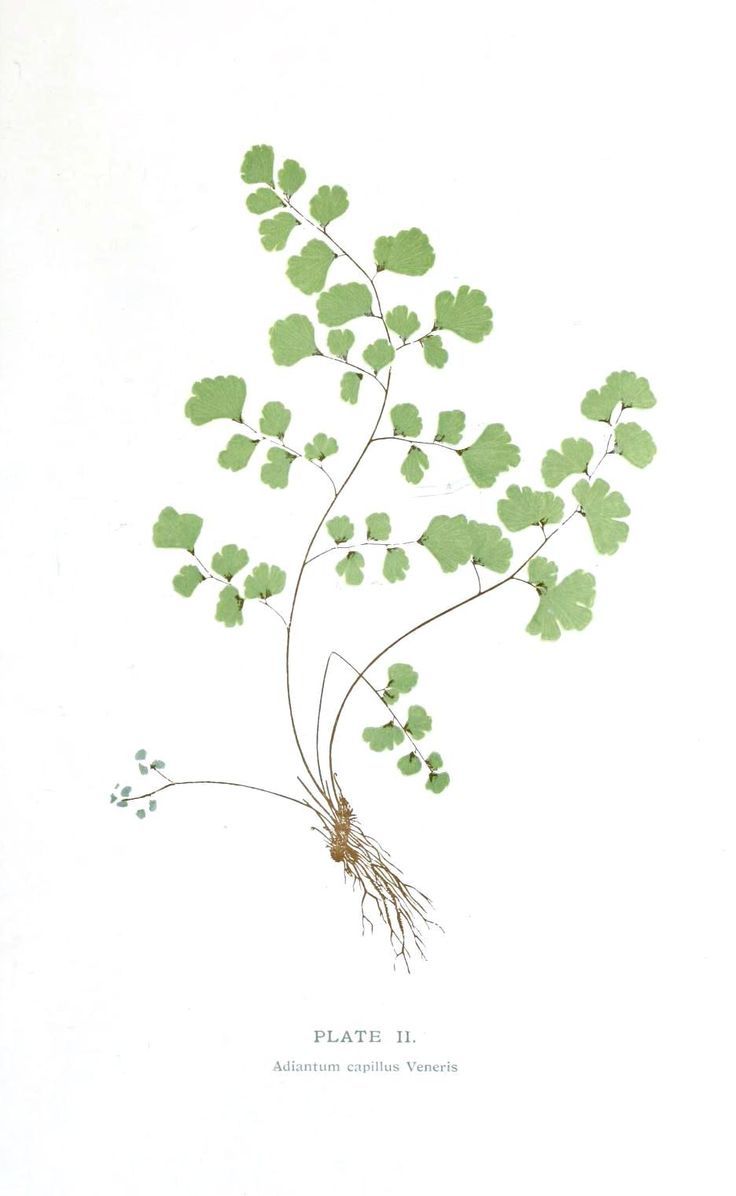 736x1196 Image Result For Fern Root System Tattoos Fern