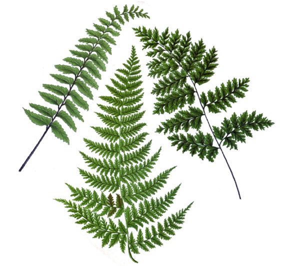 570x533 Vintage Botanical Fern Temporary Tattoo