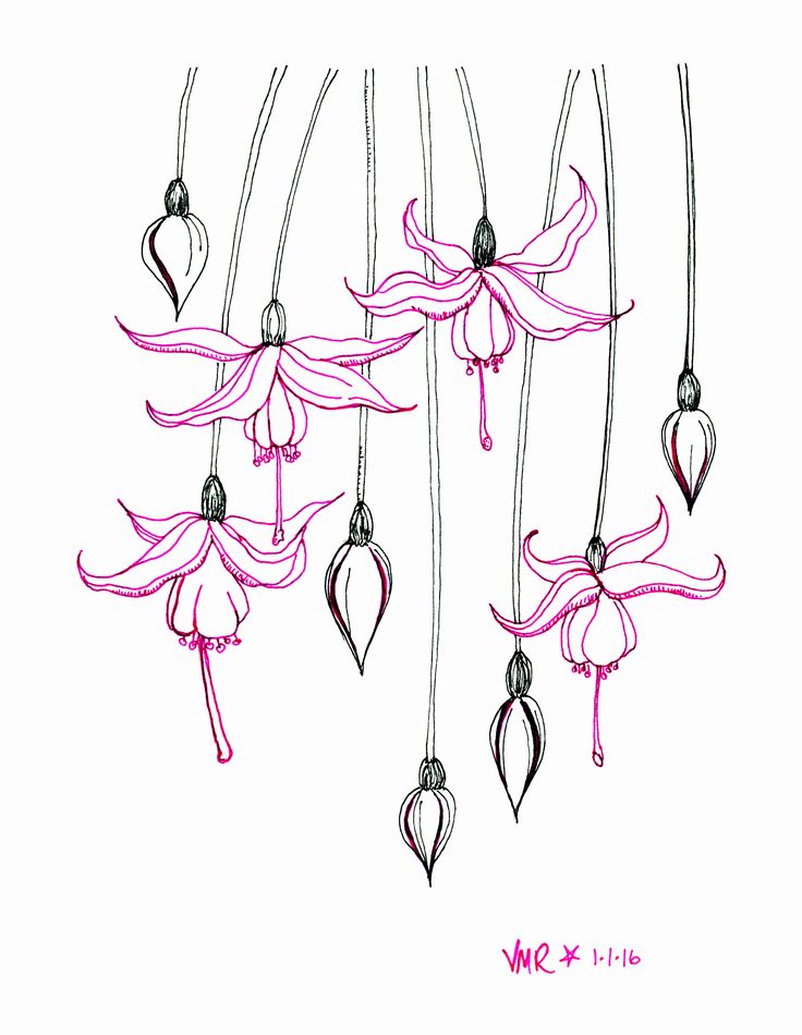 736x950 358 Best Drawing Images On Lotus Flowers, Drawing