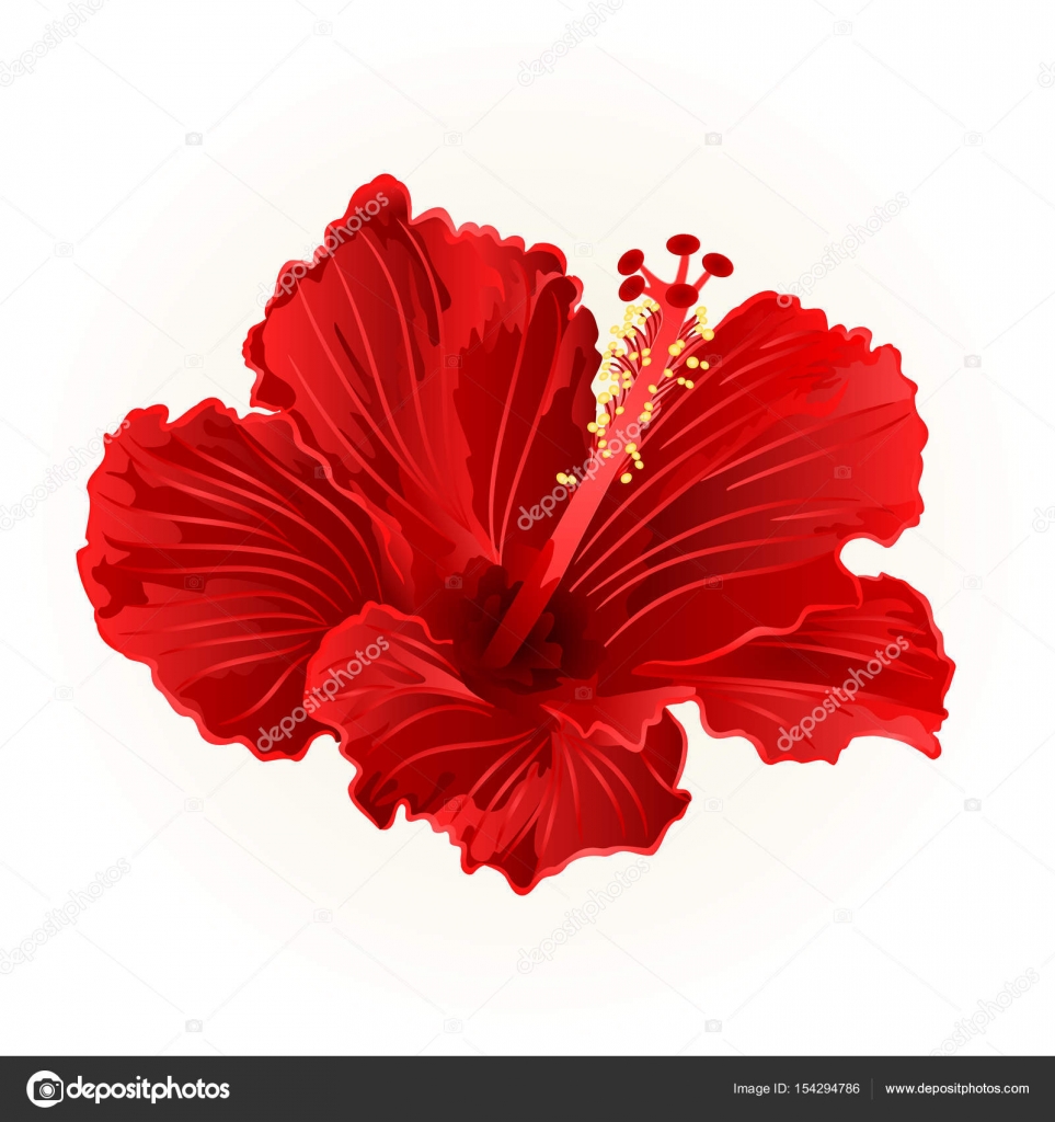 963x1024 Red Hibiscus Simple Tropical Flower Vintage Hand Draw Vector