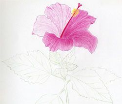 250x215 Simple Drawings Of Hibiscus Flowers ~ Mulberry Sketch,art