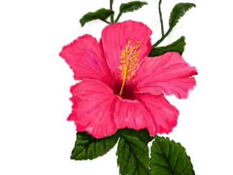 480x360 The Dark Pink Hibiscus Freehand Digital Drawing