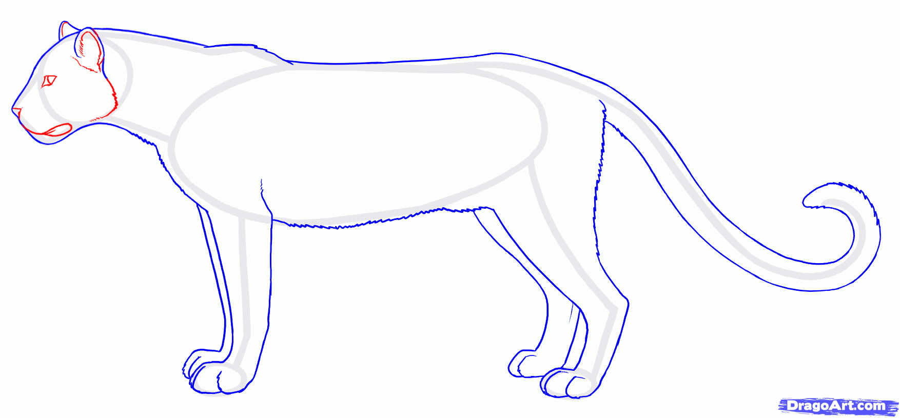 1754x815 How To Draw Panthers, Black Panthers Step 6 Ani