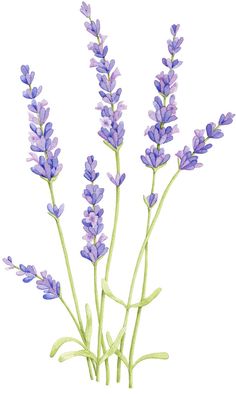 Simple Lavender Drawing at GetDrawings.com | Free for personal use