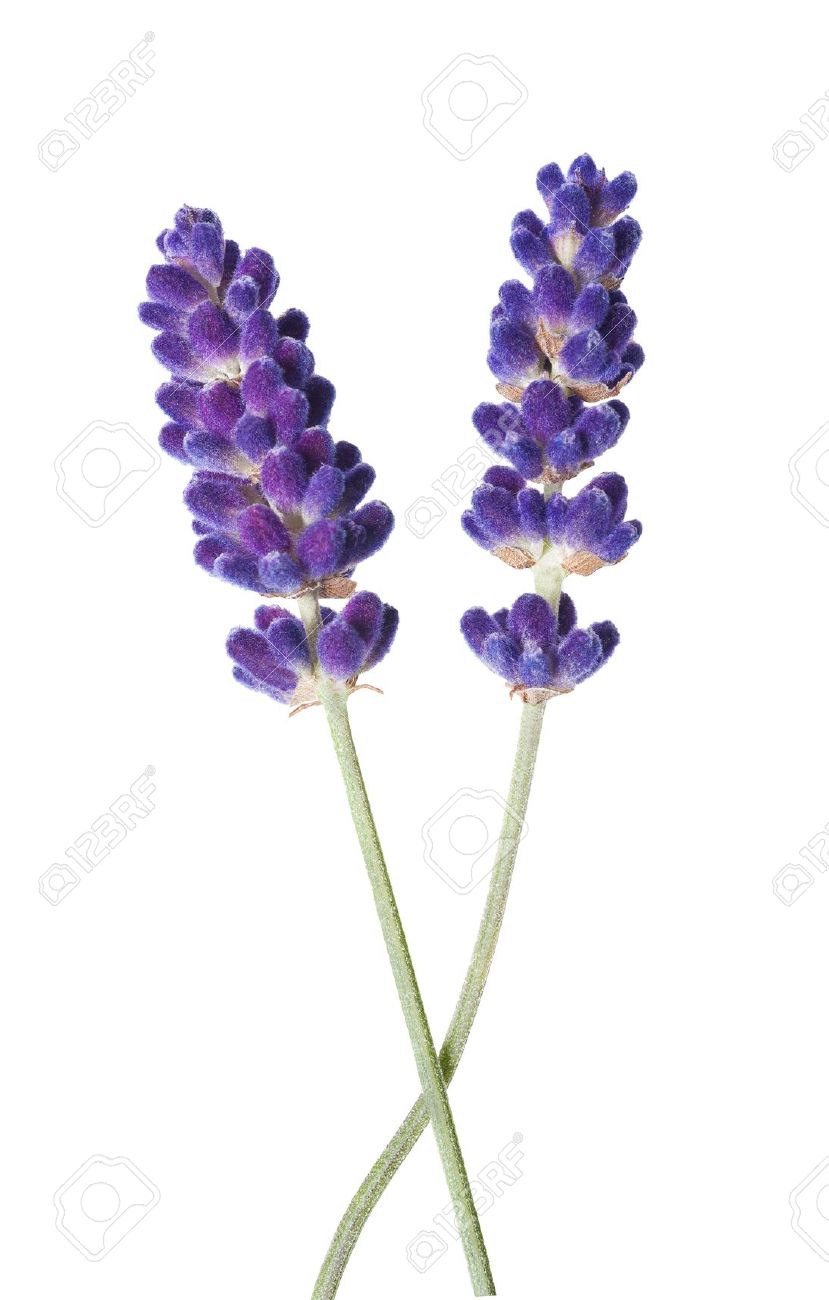 Simple Lavender Drawing at GetDrawings.com | Free for personal use