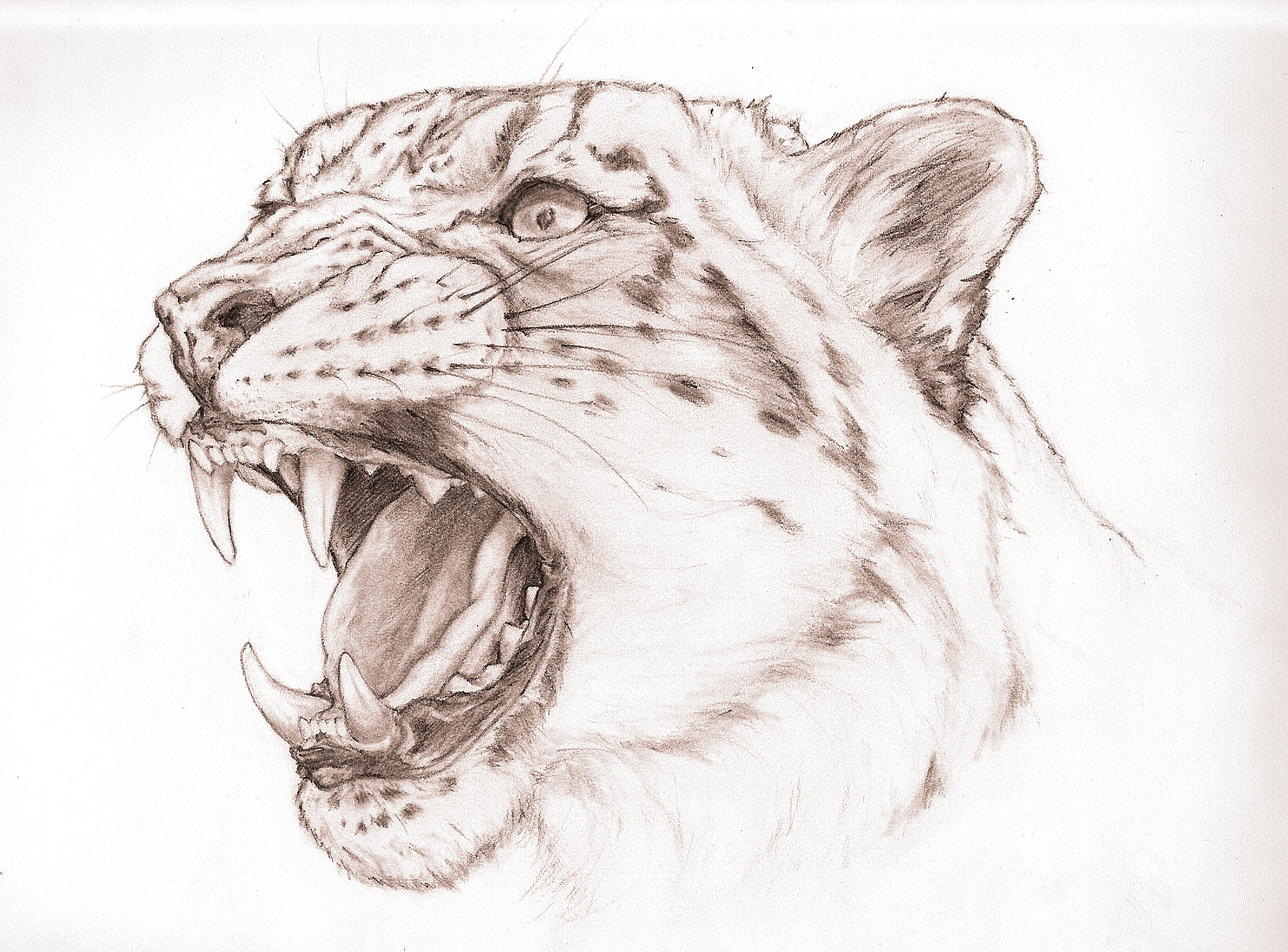 2187x1616 Snow Leopard Drawing