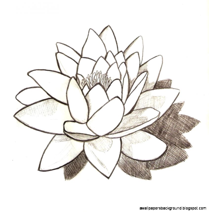 846x855 Simple Water Lily Drawing Wallpapers Background
