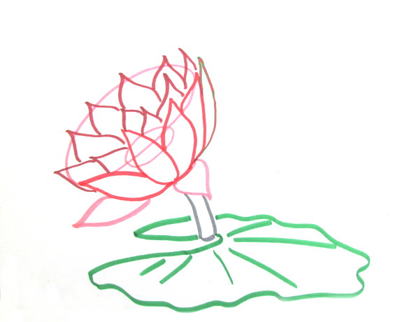 575x460 Water Lily Drawing Simple