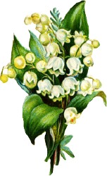 152x250 Simple Lily Of The Valley Drawing