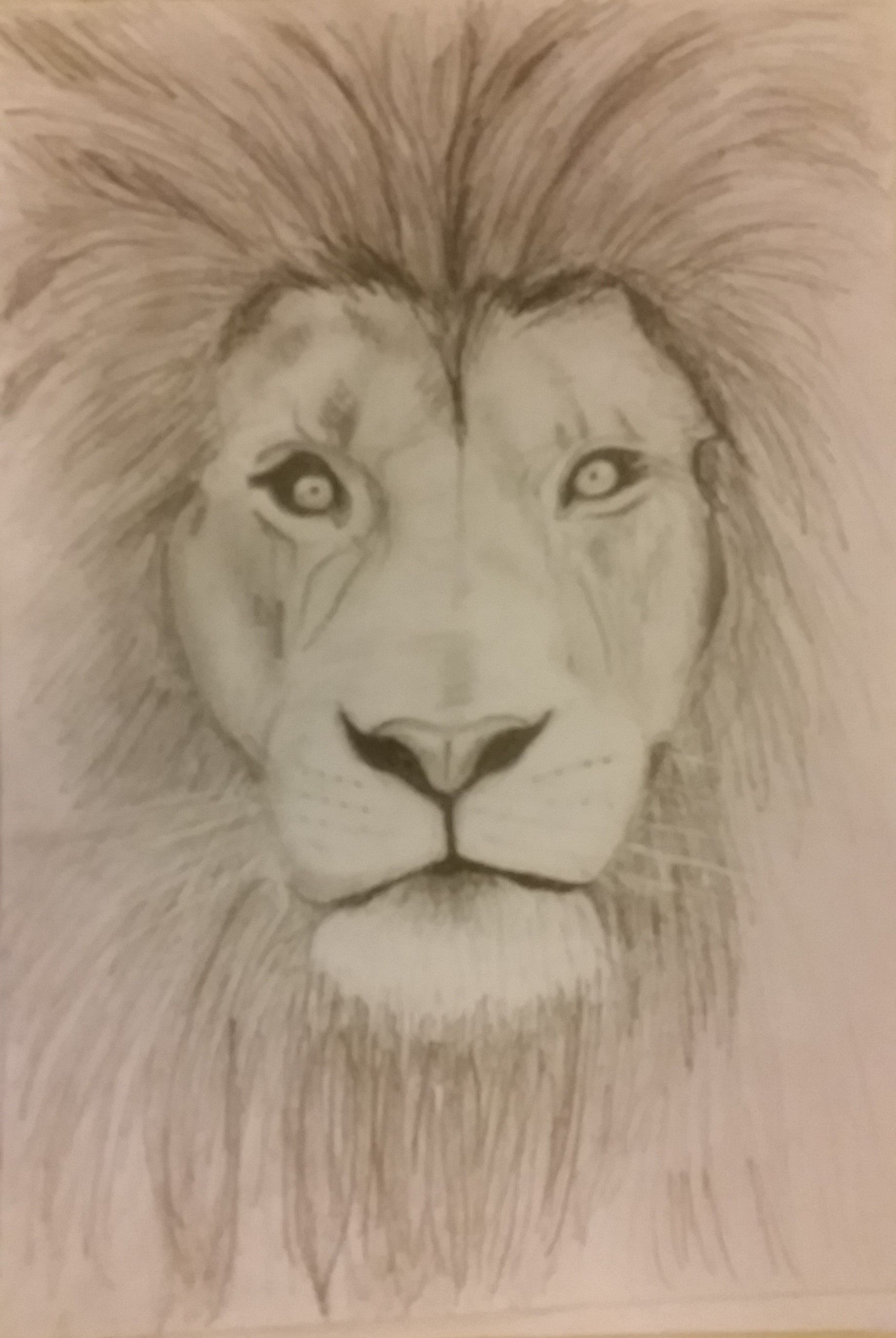 1836x2741 Simple Lion Sketchdrawing With Pencil Maggie Drawing Ideas