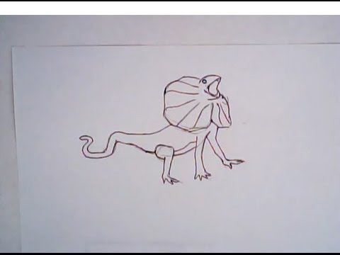 480x360 How To Draw A Frilled Lizard (Simple Drawing)