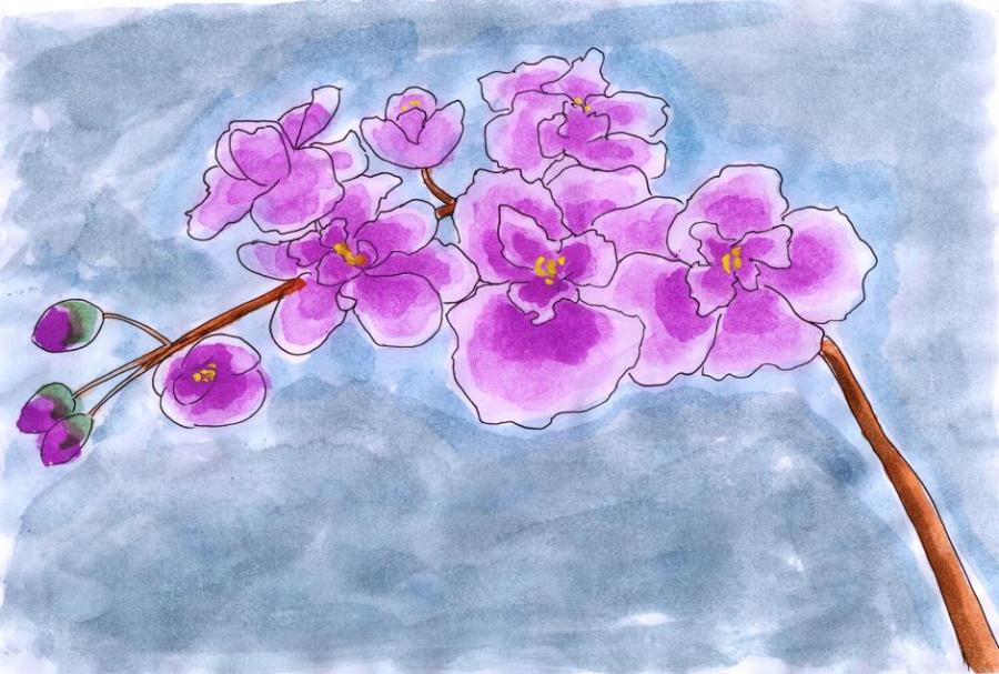 900x607 Orchid. Flowers. Drawings. Pictures. Drawings Ideas For Kids. Easy