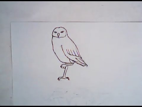 480x360 How To Draw A Burrowing Owl (Simple Drawing)