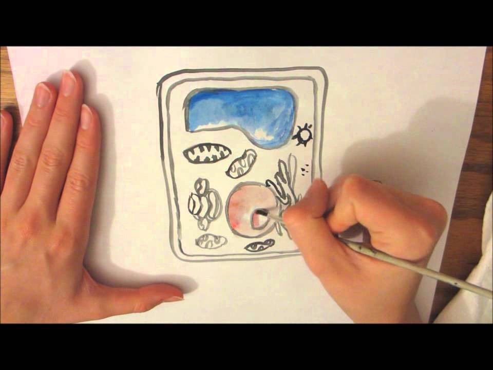 960x720 A Plant Cell Drawing