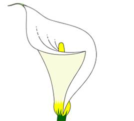 269x243 How To Draw Flowers Drawing Tutorials Amp Drawing Amp How To Draw