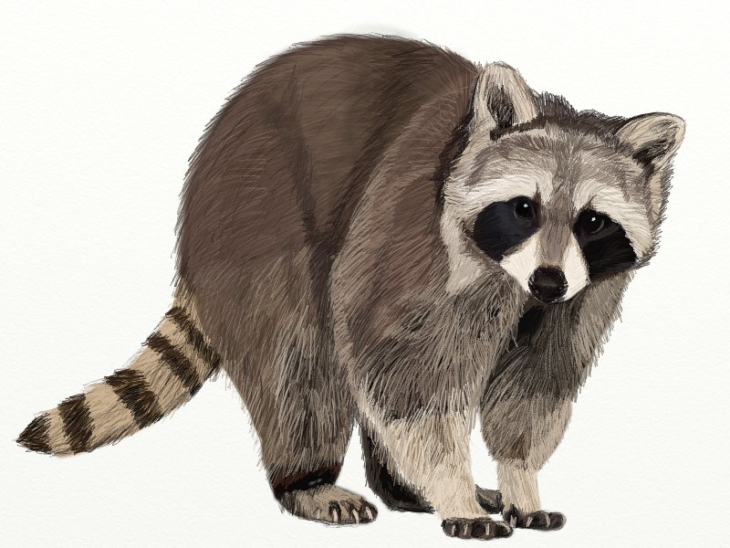 800x600 How To Draw A Raccoon