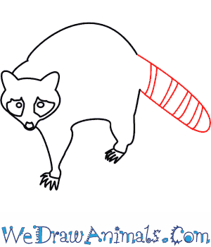 300x350 Raccoon 06.png