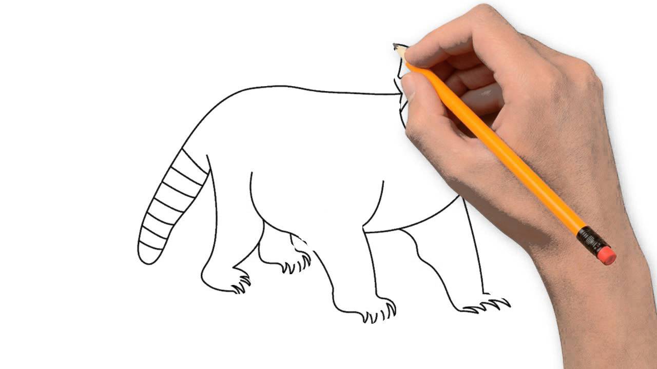 1280x720 Raccoon Animals Pencil To Draw Step By Step