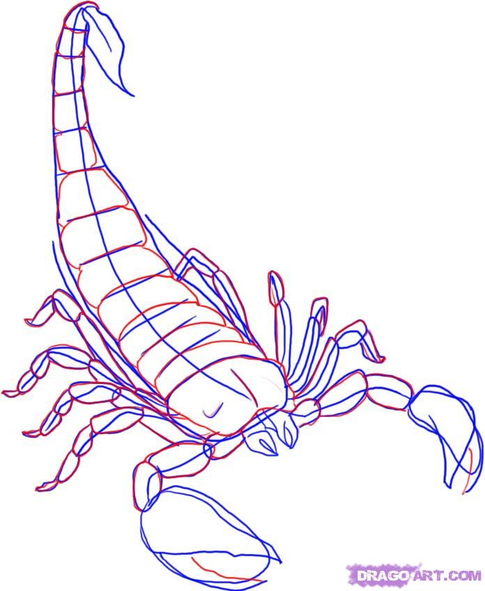 Simple Scorpion Drawing at GetDrawings | Free download