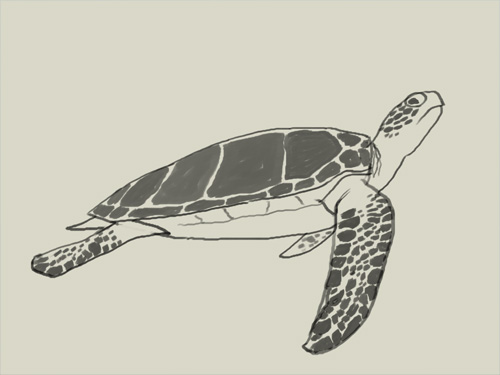 500x375 How To Draw Green Sea Turtle