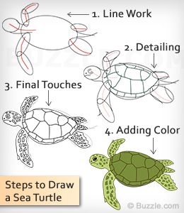 260x300 Learn How To Draw A Sea Turtle Using These Easy Instructions