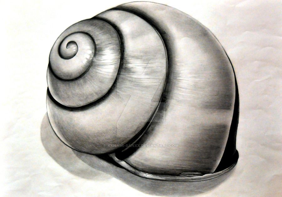 900x627 Shell Drawing By Namiiru On Pastors Sea Shells