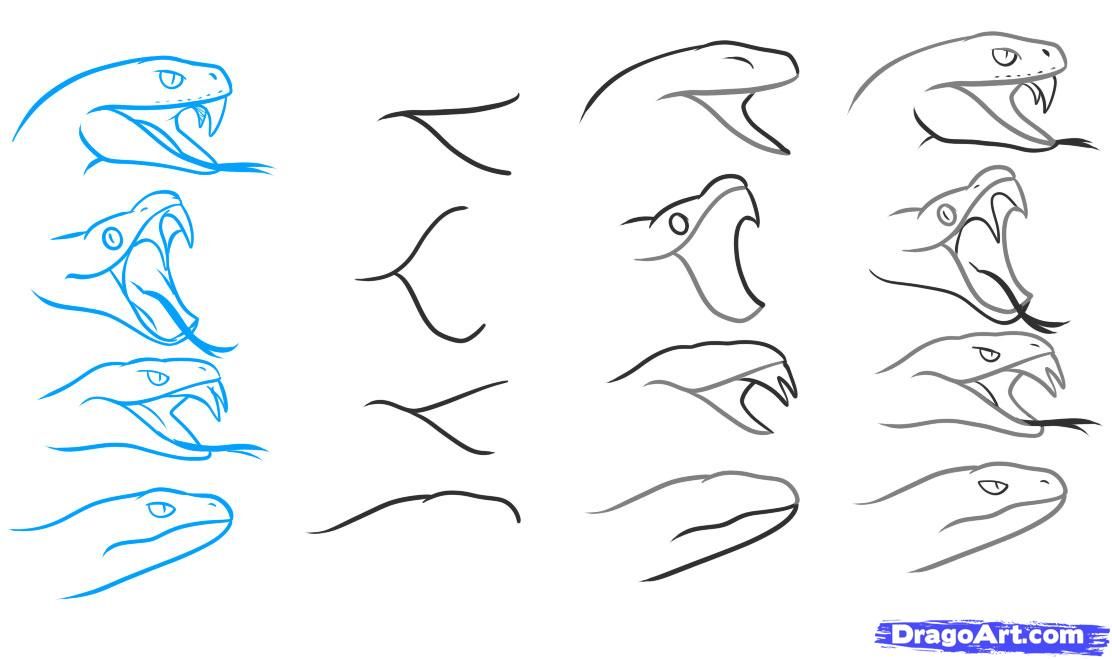 1112x659 Step 4. How To Draw A Snake Head, Draw Snake Heads Drawing
