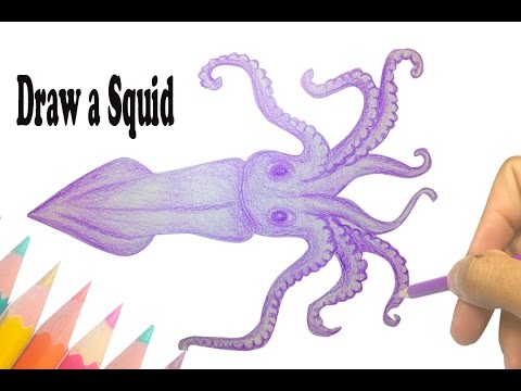 480x360 How To Draw A Squid