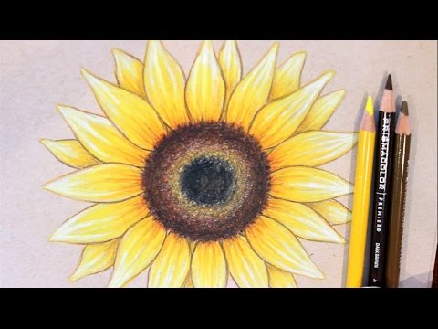 480x360 Sunflower Drawing Tutorial