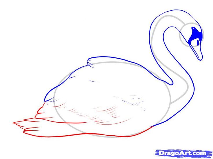 736x551 12 Best Swan Images On Swans, Swan Drawing And To Draw