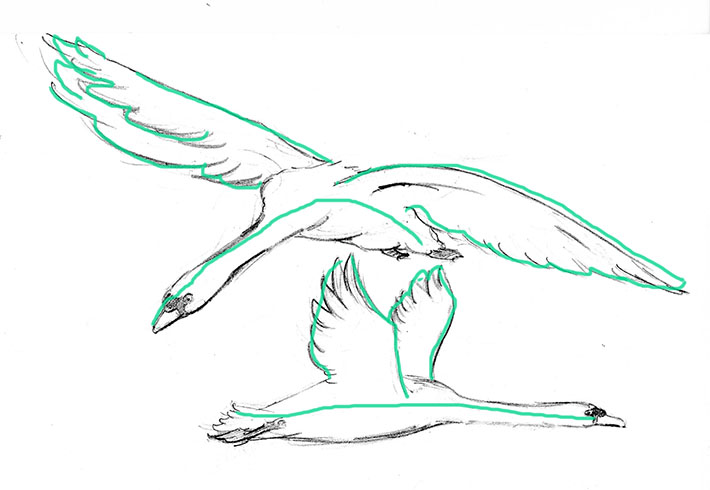 710x490 How To Draw A Swan Step By Step Tutorial