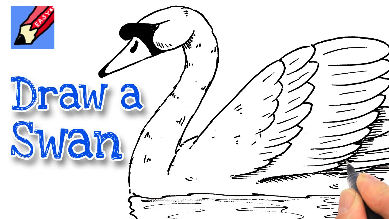 1280x720 How To Draw A Swan