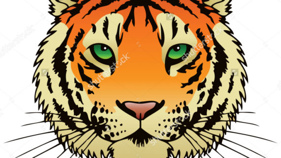 570x320 Simple Tiger Face Drawing Drawing Of A Tiger Face