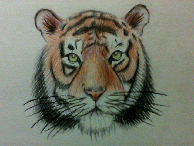 640x480 Tiger Face Pencil Drawing How To Draw A Simple Tiger Face Easy