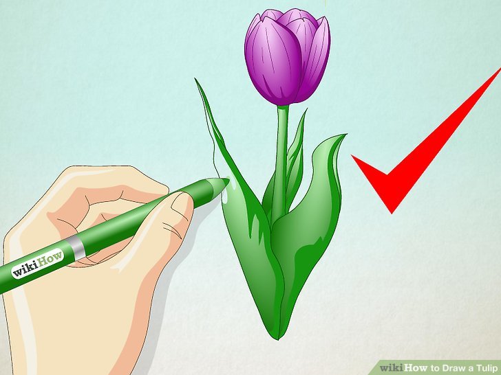 728x546 How To Draw A Tulip 10 Steps (With Pictures)