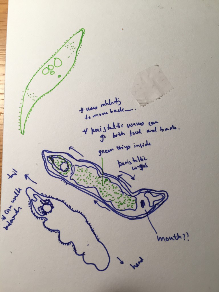 768x1024 The Winnower Use Foldscope In Ampquotcamera Lucidaampquot