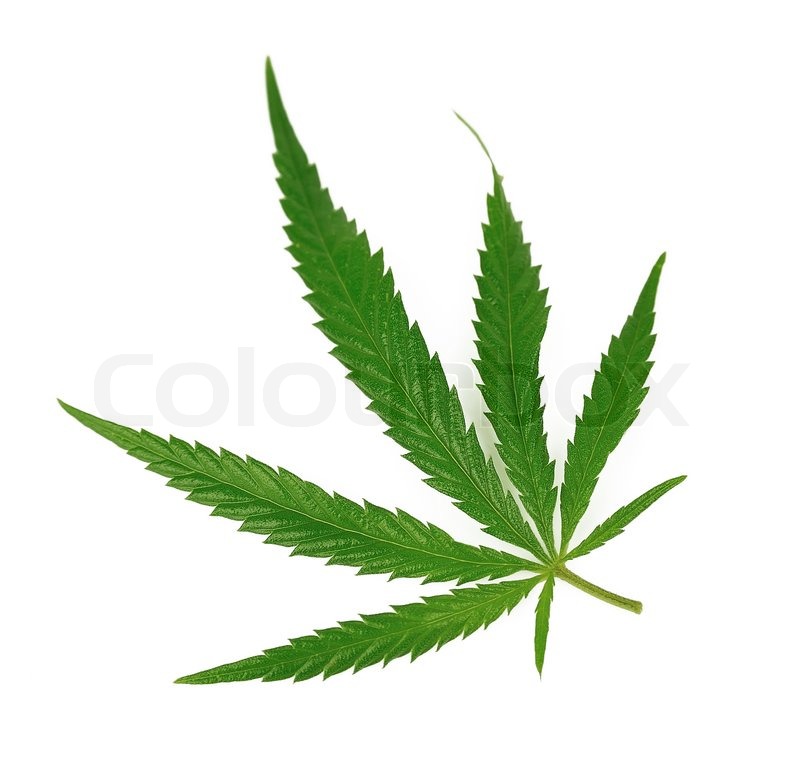 800x776 Marijuana Leaf Stock Photo Colourbox