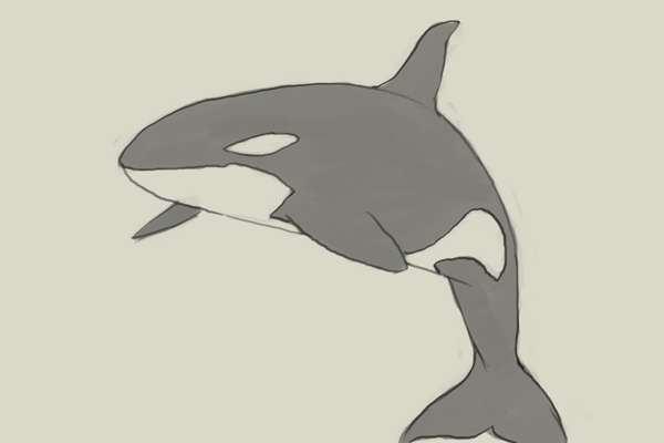 600x400 How To Draw Killer Whale