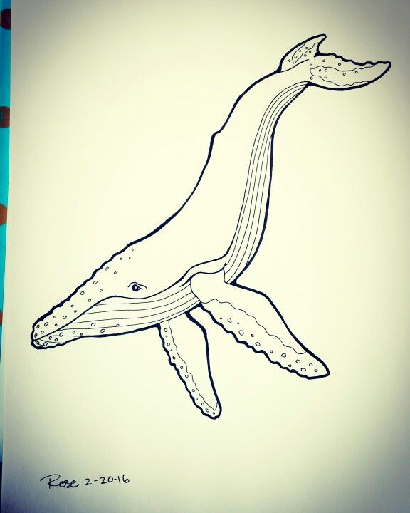 576x720 Humpback Whale Freehand Ink Drawing My Artwork