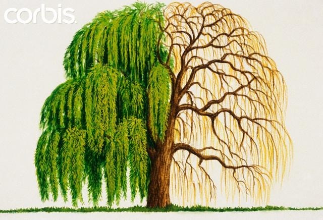 640x436 Willow Tree Drawing Simple Living Tree In The World Places