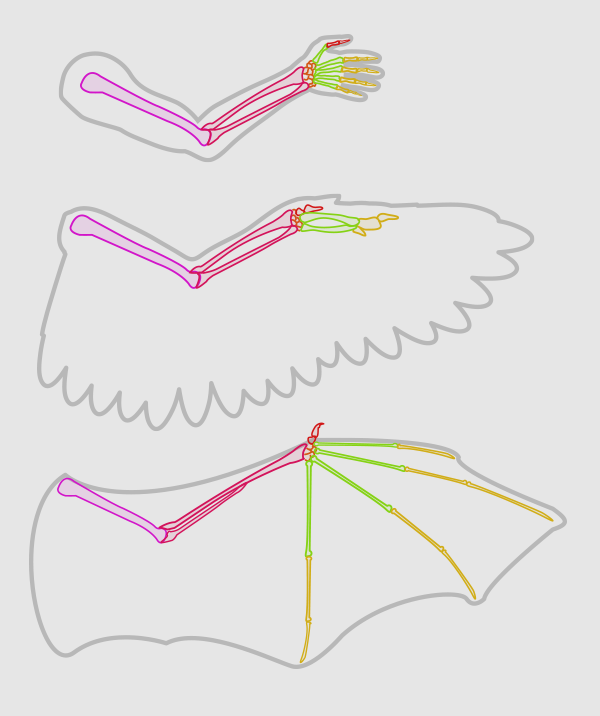 600x716 Taking Flight A Beginner's Guide Into Drawing Wings