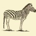 120x120 Vintage Zebra Drawing