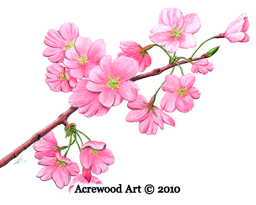 500x400 Cherry Blossoms As A Symbol For Fibromyalgia Fibromyalgia Coach