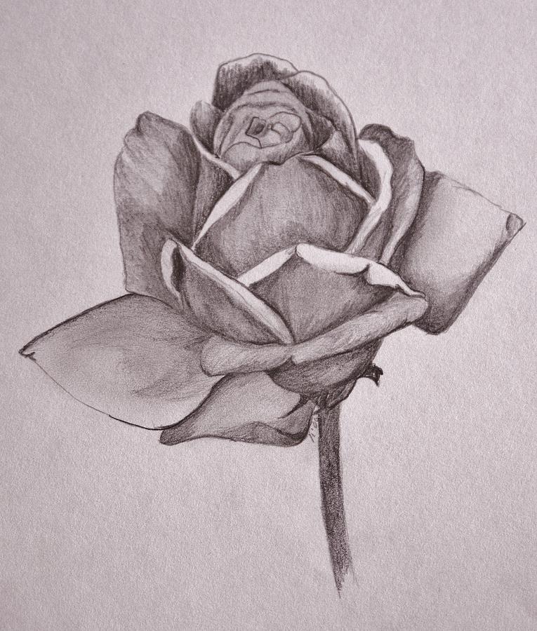 765x900 Single Rose Drawing By Mary Simms
