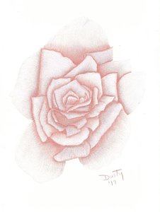 226x300 Single Flower Drawings