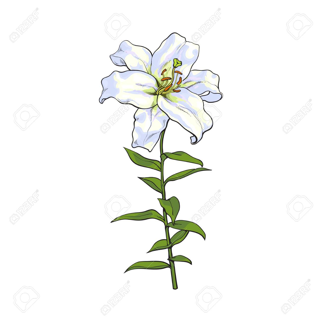1299x1300 Single Hand Drawn White Lily Flower With Stem And Leaves, Front