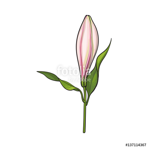 500x500 Single Hand Drawn White Lily Flower Bud With Stem And Leaves, Side