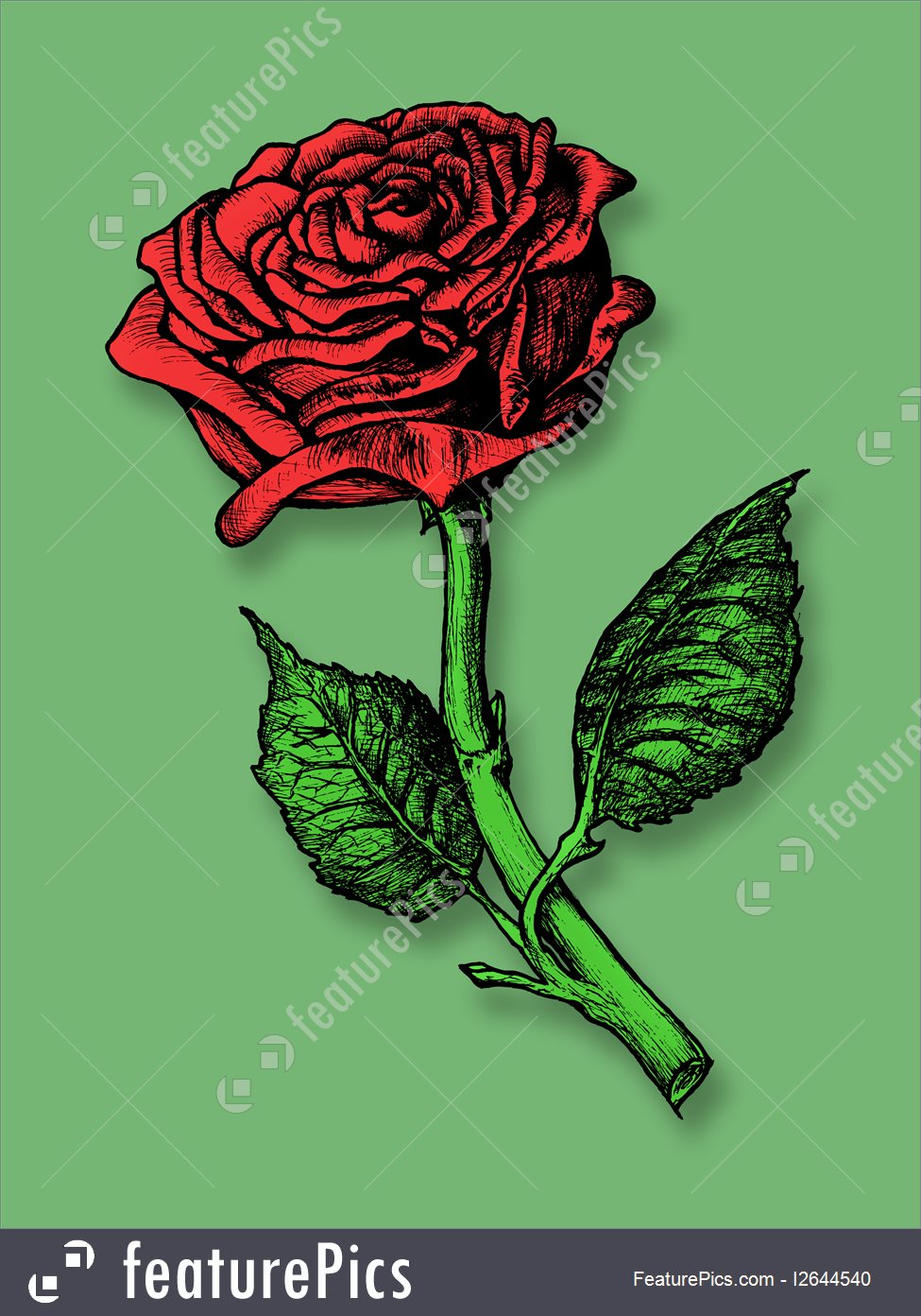 975x1392 Flowers Single Red Rose